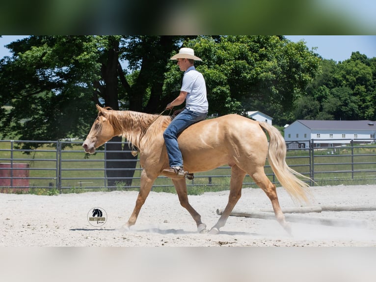 American Quarter Horse Wallach 5 Jahre Champagne in Fredericksburg