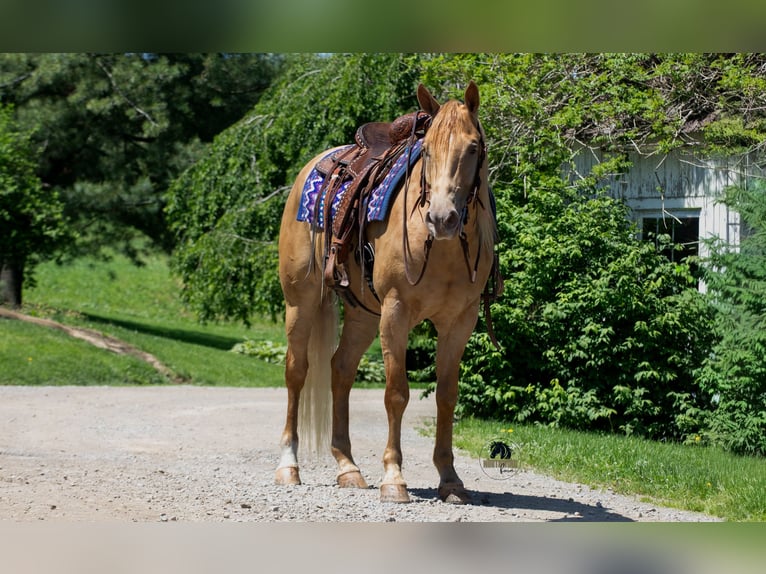American Quarter Horse Wallach 5 Jahre Champagne in Fredericksburg