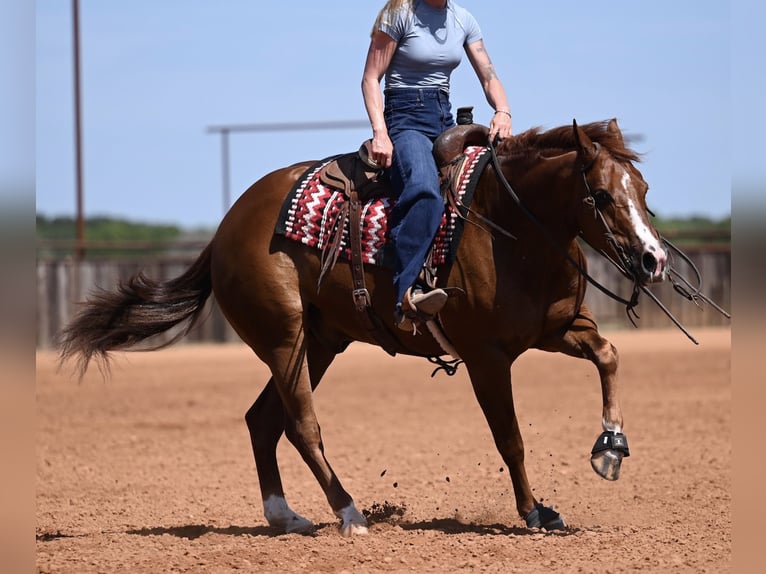 American Quarter Horse Wallach 5 Jahre Dunkelfuchs in Waco
