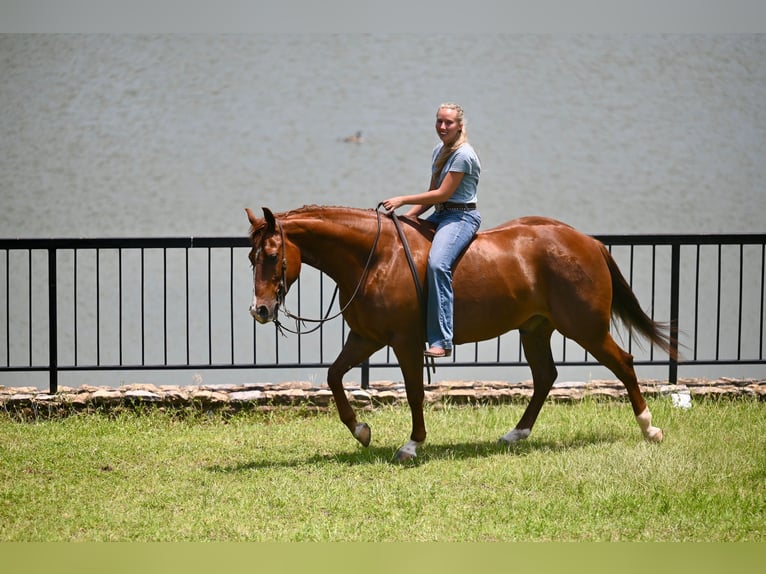American Quarter Horse Wallach 5 Jahre Dunkelfuchs in Waco