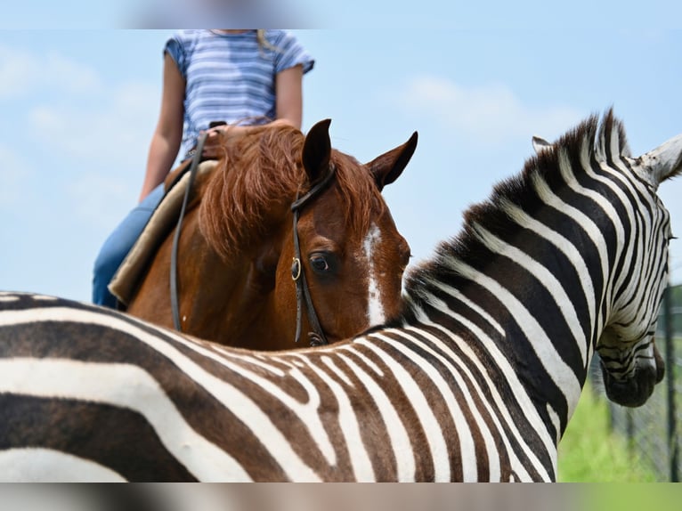 American Quarter Horse Wallach 5 Jahre Dunkelfuchs in Waco