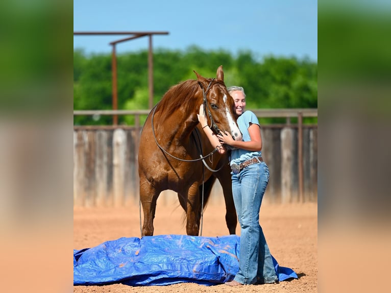 American Quarter Horse Wallach 5 Jahre Dunkelfuchs in Waco