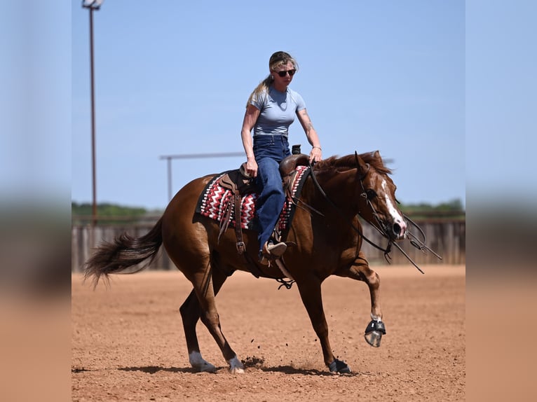 American Quarter Horse Wallach 5 Jahre Dunkelfuchs in Waco