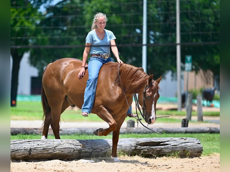 American Quarter Horse Wallach 5 Jahre Dunkelfuchs in Waco