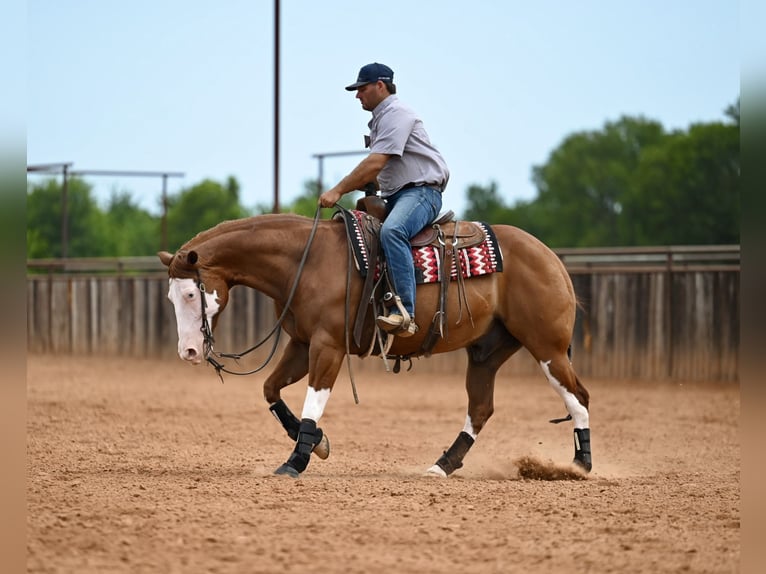 American Quarter Horse Wallach 5 Jahre Dunkelfuchs in Waco