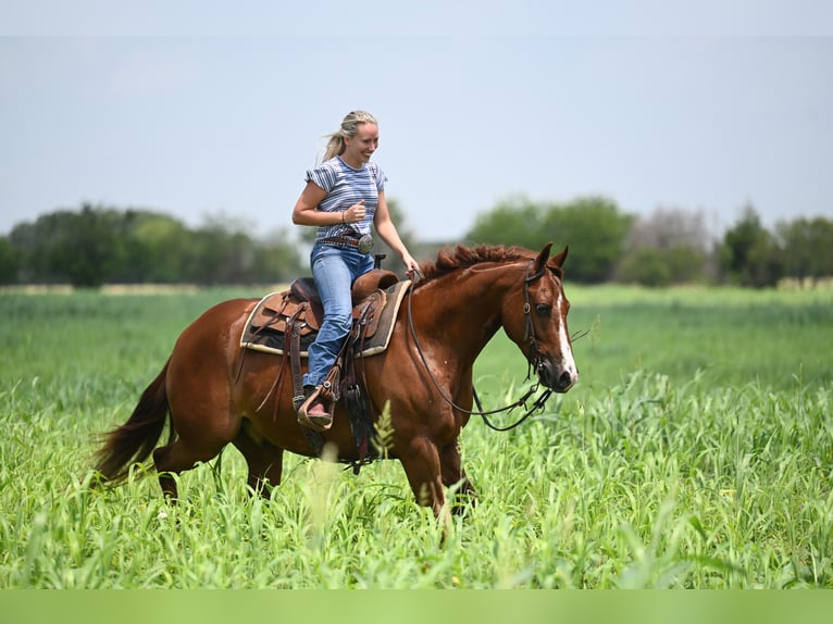American Quarter Horse Wallach 5 Jahre Dunkelfuchs in Waco