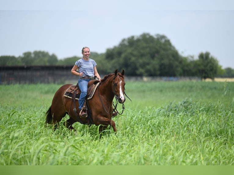 American Quarter Horse Wallach 5 Jahre Dunkelfuchs in Waco