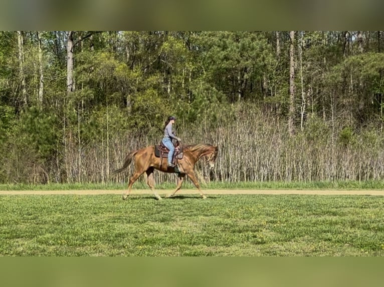 American Quarter Horse Wallach 5 Jahre Dunkelfuchs in Dinwiddie