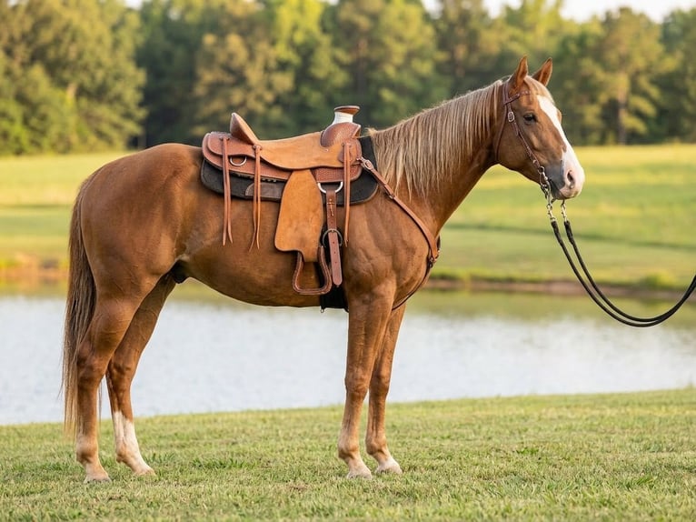 American Quarter Horse Wallach 5 Jahre Dunkelfuchs in Dinwiddie