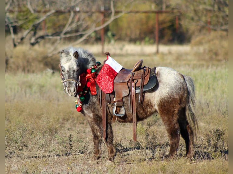 American Quarter Horse Wallach 5 Jahre Dunkelfuchs in Stephenville TX