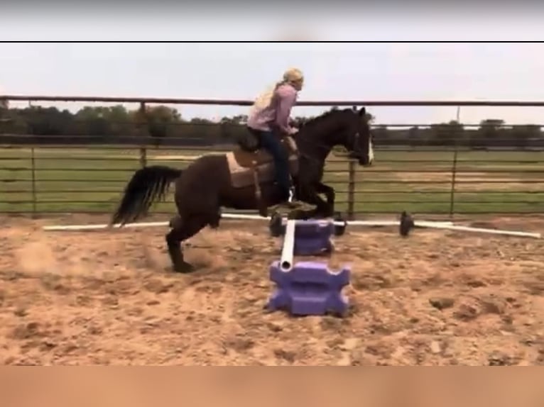 American Quarter Horse Wallach 5 Jahre Dunkelfuchs in Weatherford TX