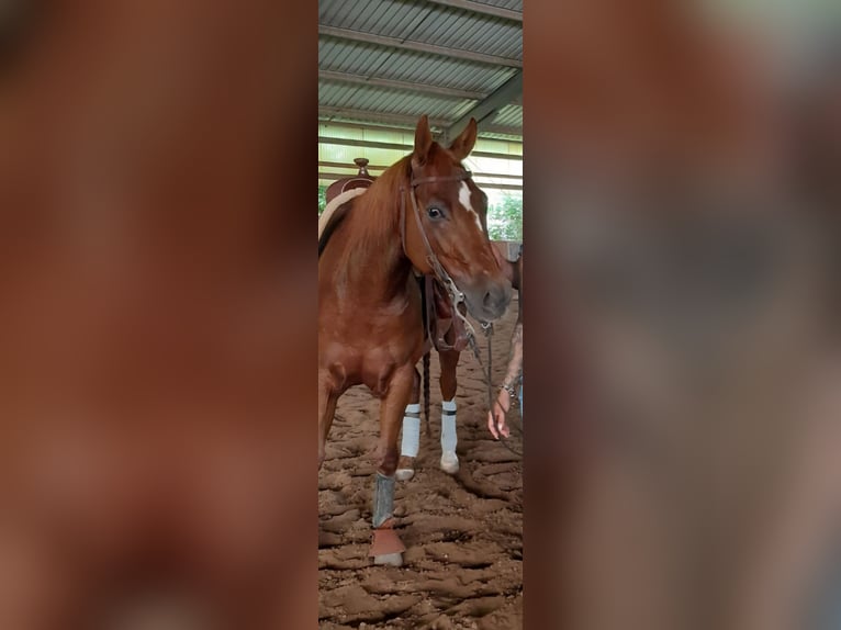 American Quarter Horse Wallach 5 Jahre Fuchs in Reichweiler