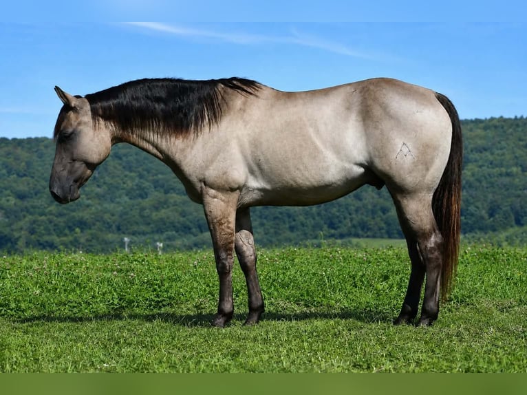 American Quarter Horse Wallach 5 Jahre Grullo in Rebersburg