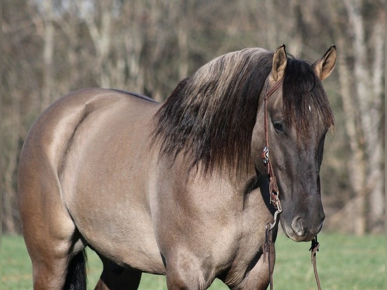 American Quarter Horse Wallach 5 Jahre Grullo in Mount Vernon