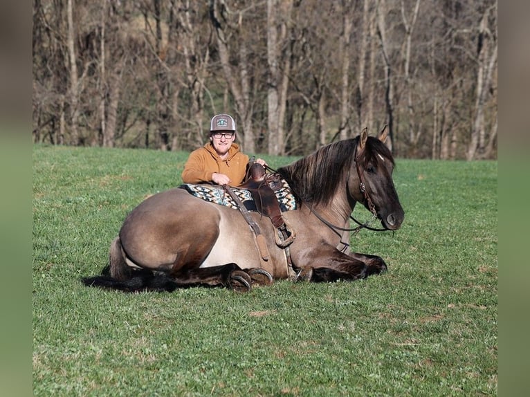 American Quarter Horse Wallach 5 Jahre Grullo in Mount Vernon