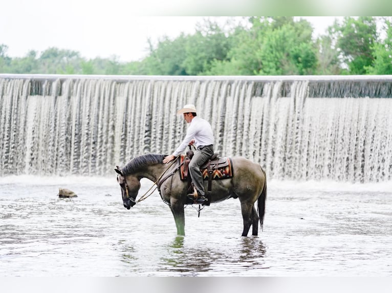 American Quarter Horse Wallach 5 Jahre Grullo in Independence