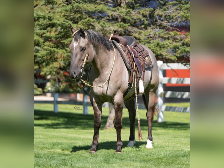 American Quarter Horse Wallach 5 Jahre Grullo in Independence