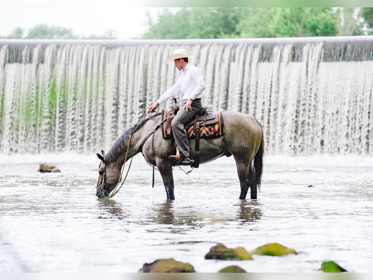 American Quarter Horse Wallach 5 Jahre Grullo in Independence