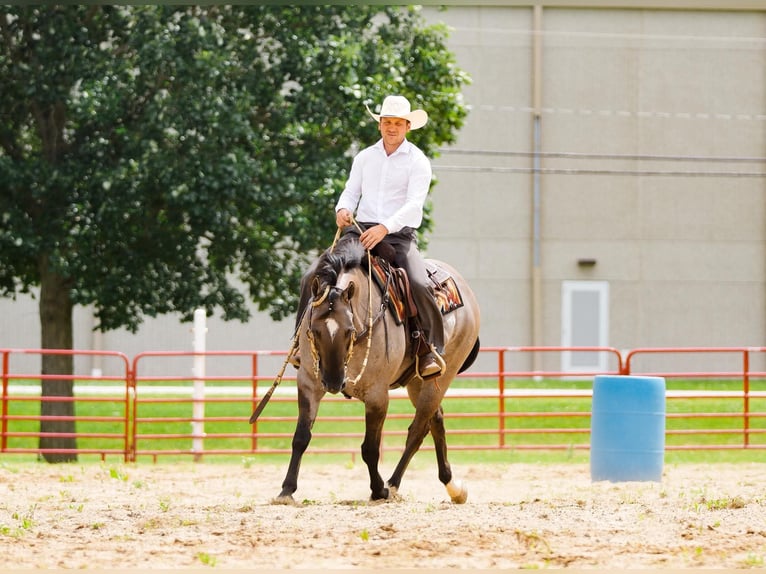 American Quarter Horse Wallach 5 Jahre Grullo in Independence