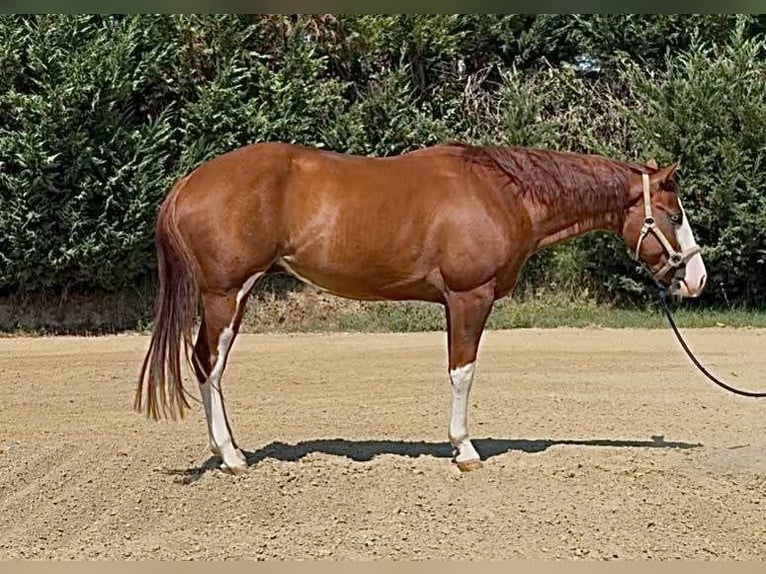American Quarter Horse Wallach 5 Jahre Overo-alle-Farben in Capocolle