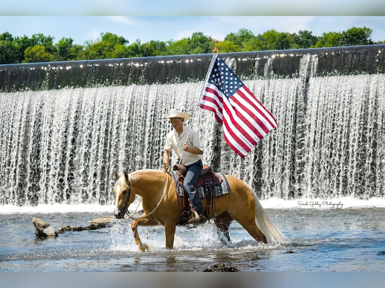 American Quarter Horse Wallach 5 Jahre Palomino in Oelwein