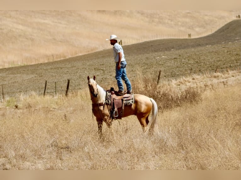 American Quarter Horse Wallach 5 Jahre Palomino in Tres Pinos