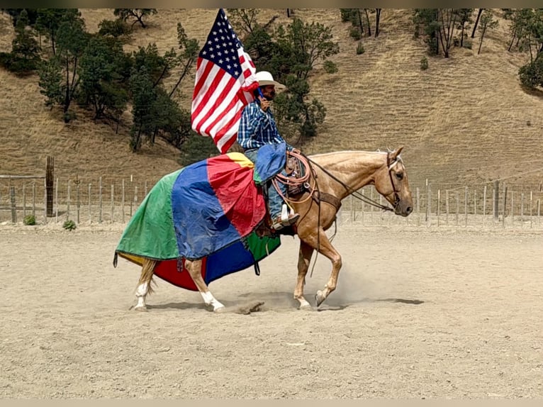 American Quarter Horse Wallach 5 Jahre Palomino in Tres Pinos
