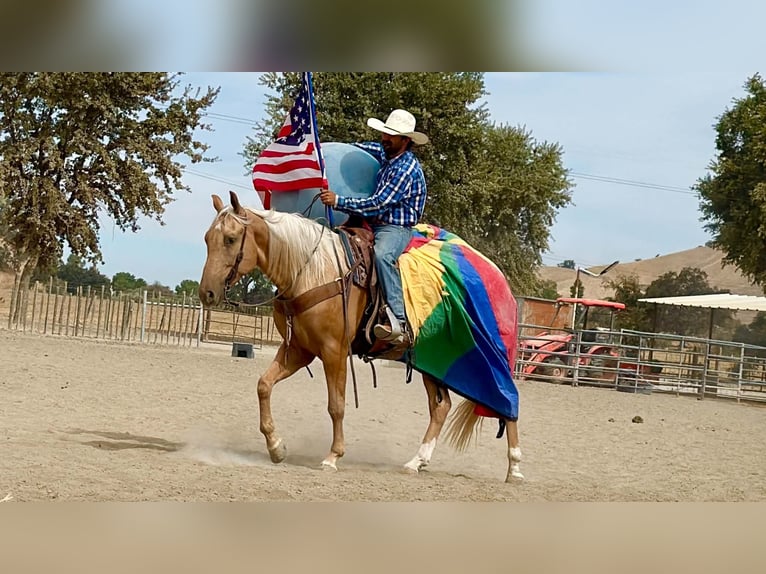 American Quarter Horse Wallach 5 Jahre Palomino in Tres Pinos