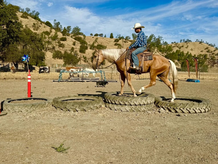American Quarter Horse Wallach 5 Jahre Palomino in Tres Pinos