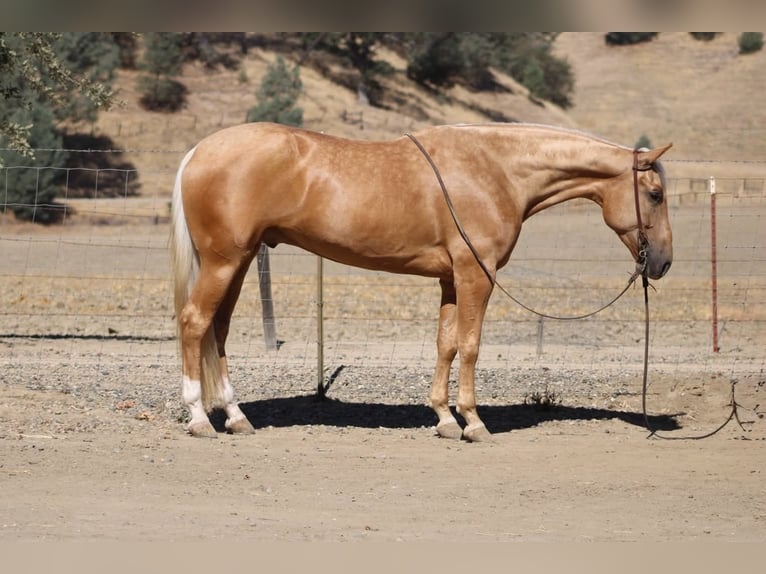 American Quarter Horse Wallach 5 Jahre Palomino in Tres Pinos