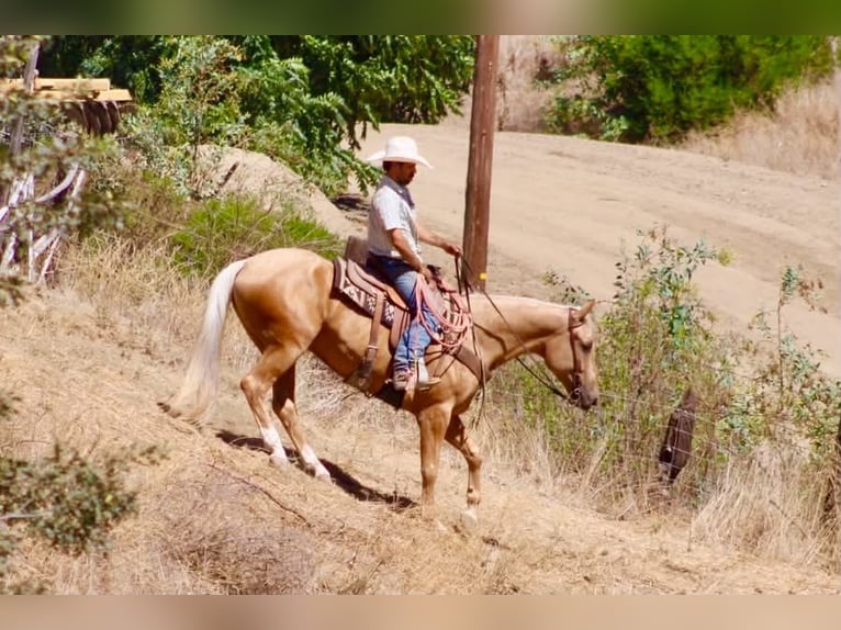American Quarter Horse Wallach 5 Jahre Palomino in Tres Pinos