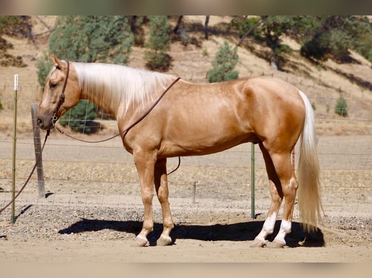 American Quarter Horse Wallach 5 Jahre Palomino in Tres Pinos