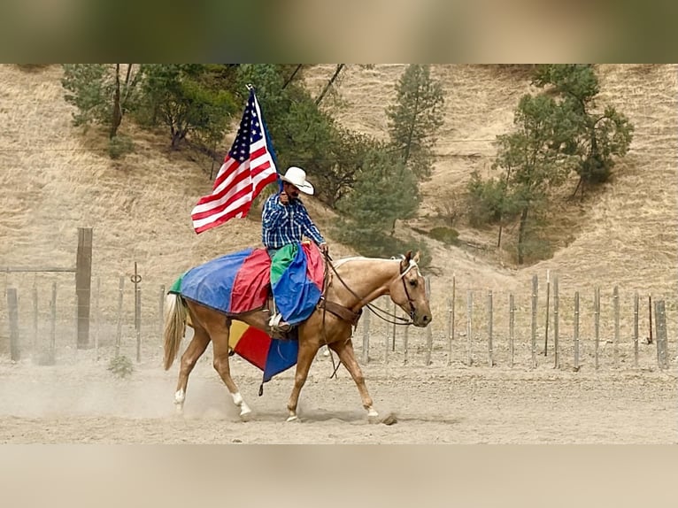 American Quarter Horse Wallach 5 Jahre Palomino in Tres Pinos