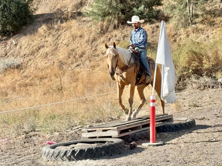 American Quarter Horse Wallach 5 Jahre Palomino in Tres Pinos