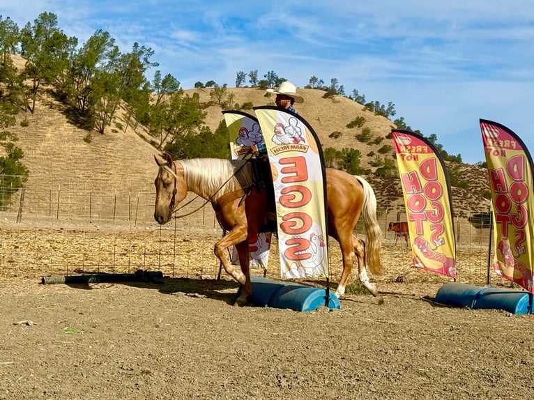 American Quarter Horse Wallach 5 Jahre Palomino in Tres Pinos