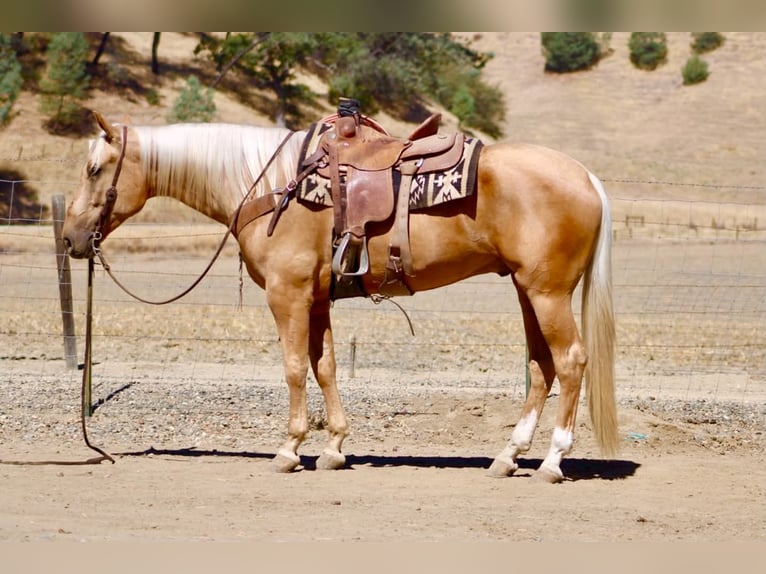 American Quarter Horse Wallach 5 Jahre Palomino in Tres Pinos