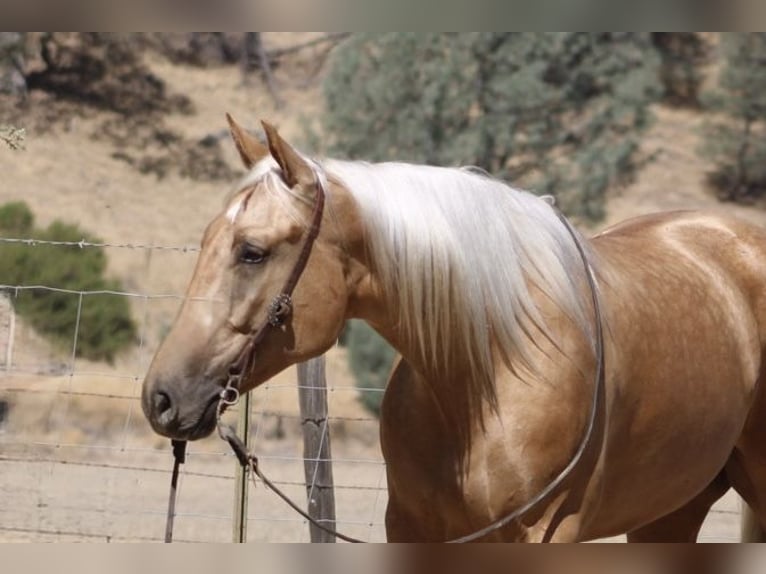 American Quarter Horse Wallach 5 Jahre Palomino in Tres Pinos