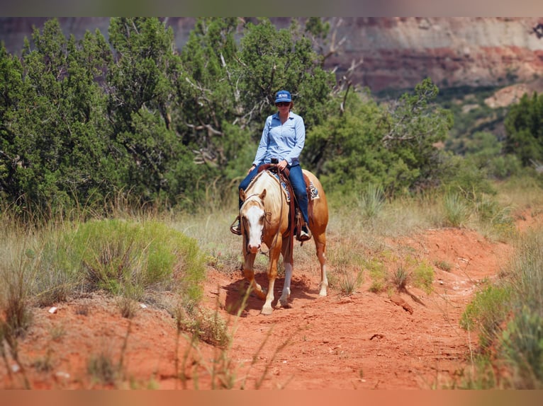 American Quarter Horse Wallach 5 Jahre Palomino in Amarillo