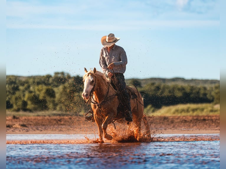 American Quarter Horse Wallach 5 Jahre Palomino in Amarillo