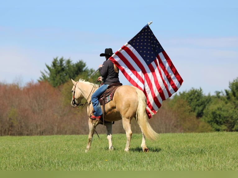 American Quarter Horse Wallach 5 Jahre Palomino in Clarion