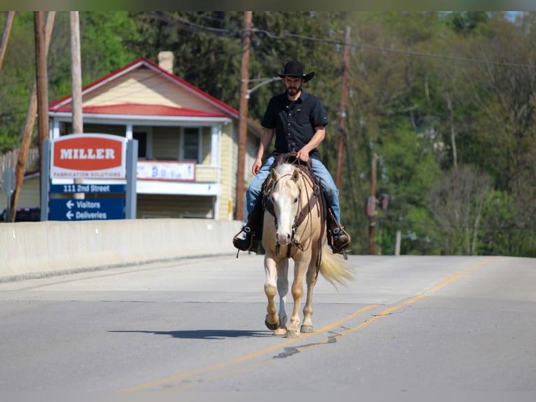 American Quarter Horse Wallach 5 Jahre Palomino in Clarion