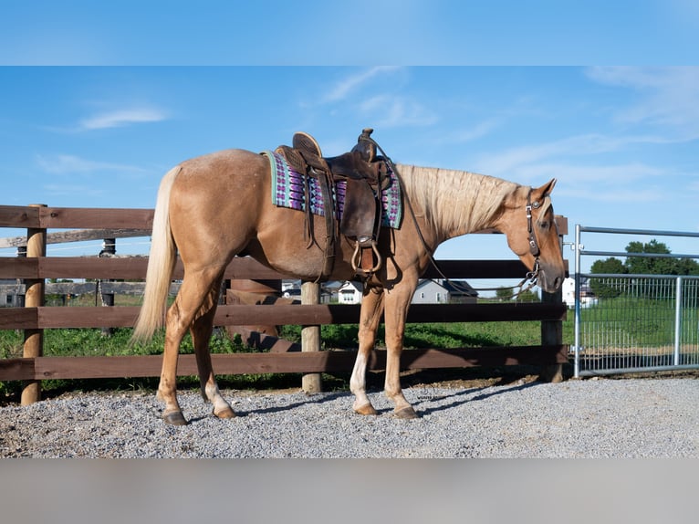 American Quarter Horse Wallach 5 Jahre Palomino in Fredericksburg