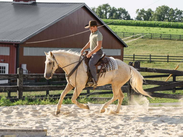 American Quarter Horse Wallach 5 Jahre Palomino in Honey Brook
