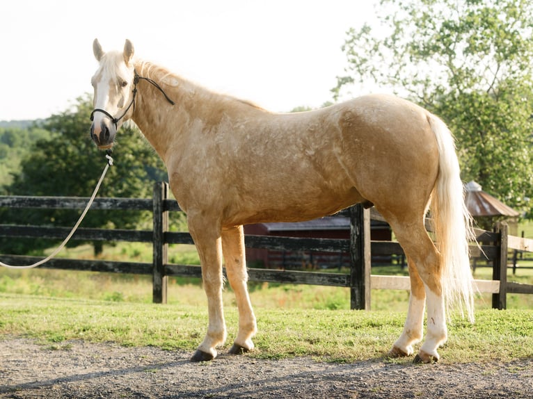 American Quarter Horse Wallach 5 Jahre Palomino in Honey Brook
