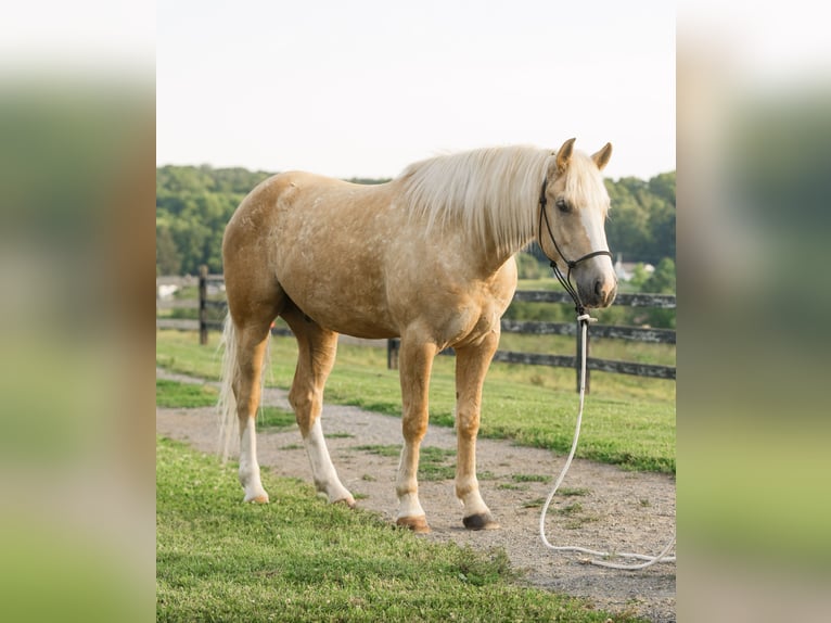 American Quarter Horse Wallach 5 Jahre Palomino in Honey Brook