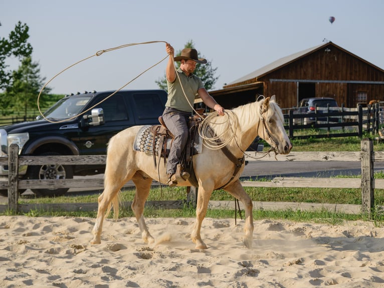 American Quarter Horse Wallach 5 Jahre Palomino in Honey Brook