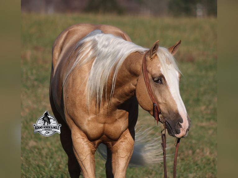 American Quarter Horse Wallach 5 Jahre Palomino in Mount Vernon