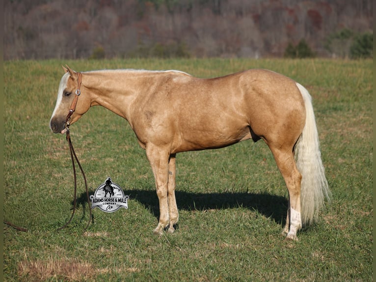 American Quarter Horse Wallach 5 Jahre Palomino in Mount Vernon