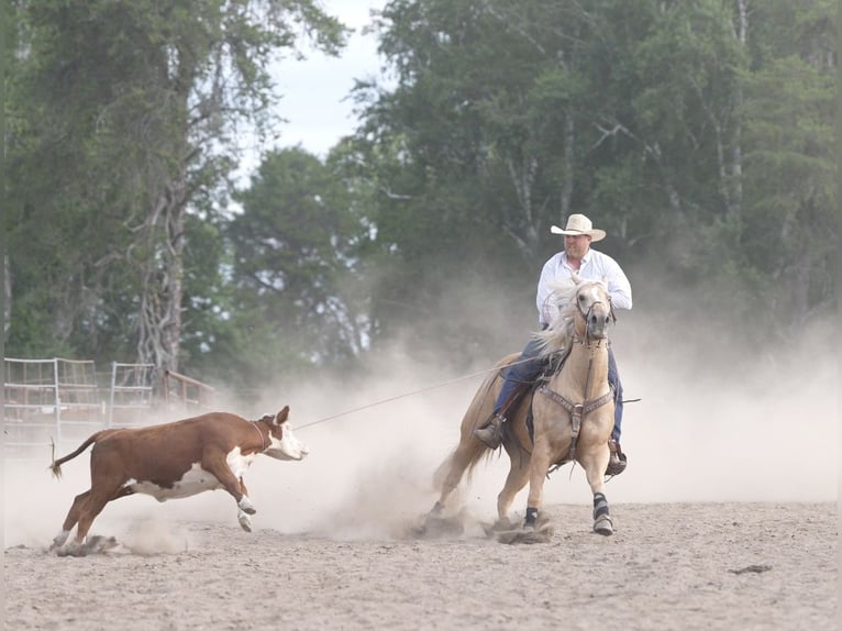 American Quarter Horse Wallach 5 Jahre Palomino in Nevis