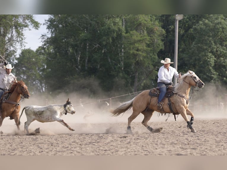 American Quarter Horse Wallach 5 Jahre Palomino in Nevis